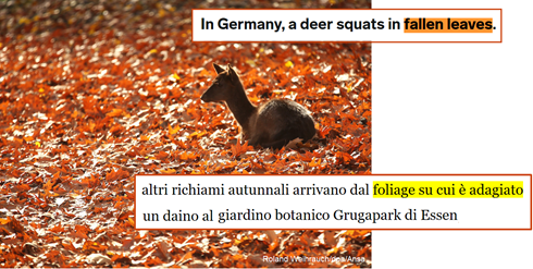 In Germany, a deer sqats in fallen leaves – Altri richiami autunnali arrivano dal foliage su cui è adagiato un daino al giardino botanico Grugapark di Essen.