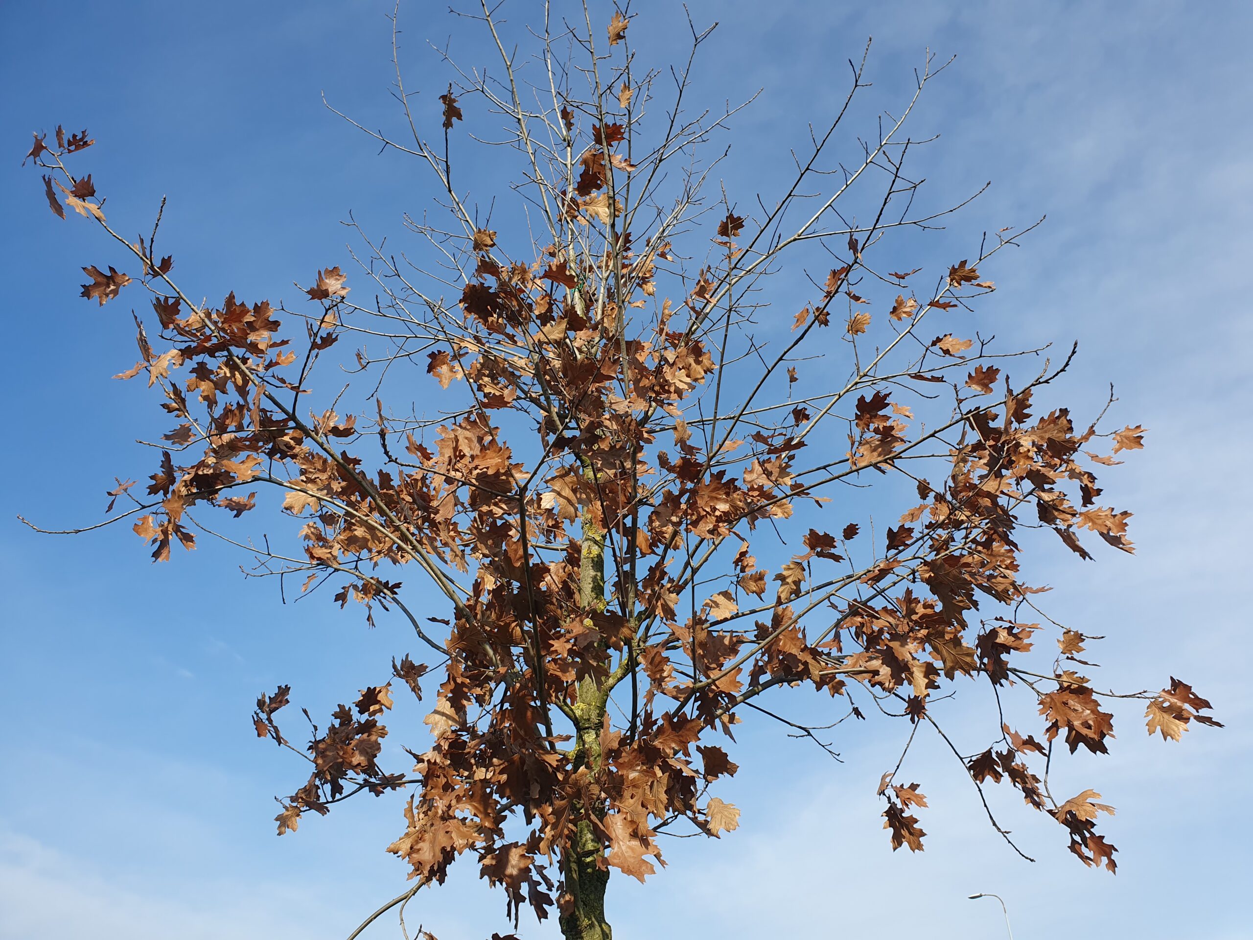 pianta di Quercus rubra (quercia rossa) con foglie secche sui rami