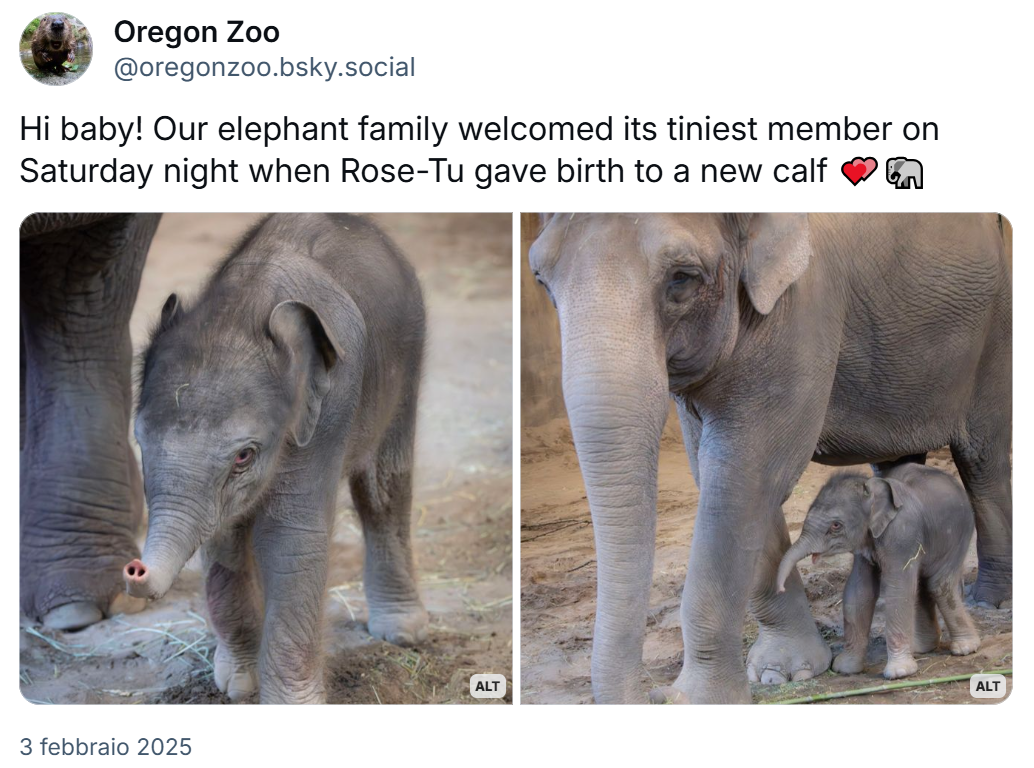 immagine di post di Oregon Zoo con foto di elefantino vicino alla mamma e testo “Hi baby! Our elephant family welcomed its tiniest member on Saturday night when Rose-Tu gave birth to a new calf” 